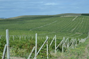 Noi măsuri de finanțare a sectorului vitivinicol, promise de ministrul Agriculturii la VITICON 2021