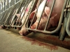 Executivul aprobă alocarea a 11 milioane de euro ca ajutor de adaptare excepțional destinat producătorilor de carne de porc