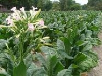 APIA elibereaza adeverinte pentru cultivatorii de tutun care doresc sa acceseze credite