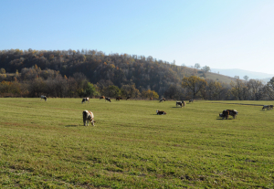 Avansuri propuse pentru crescătorii de bovine, bivolițe, oi și capre