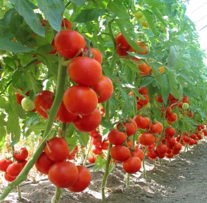 Programul „Tomata”, în dezbatere publică. Se pot trimite opinii/propuneri/sugestii la MADR