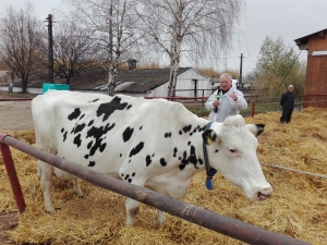 Avem cu aproape 69.000 de bovine în minus și cu peste 33.000 mai puține capete efectiv-matcă