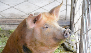 Creșterea porcului, în impas din cauza legislației