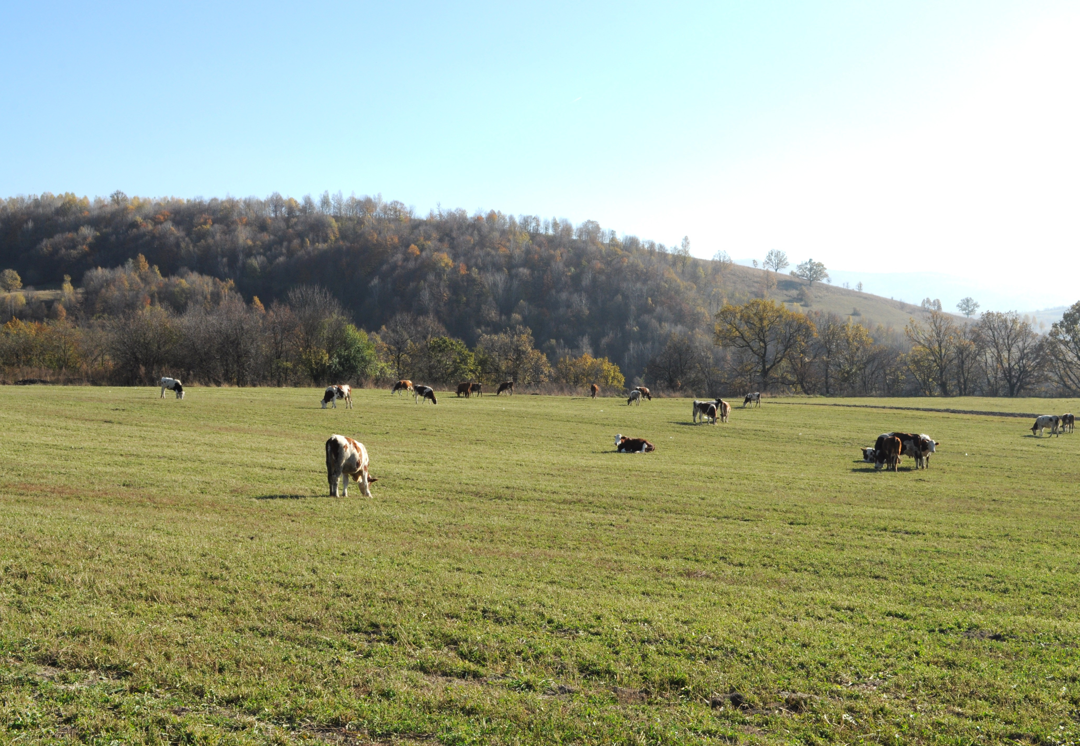 Ghidurile pentru schemele de ajutor de stat destinate crescătorilor de bovine și suine, publicate