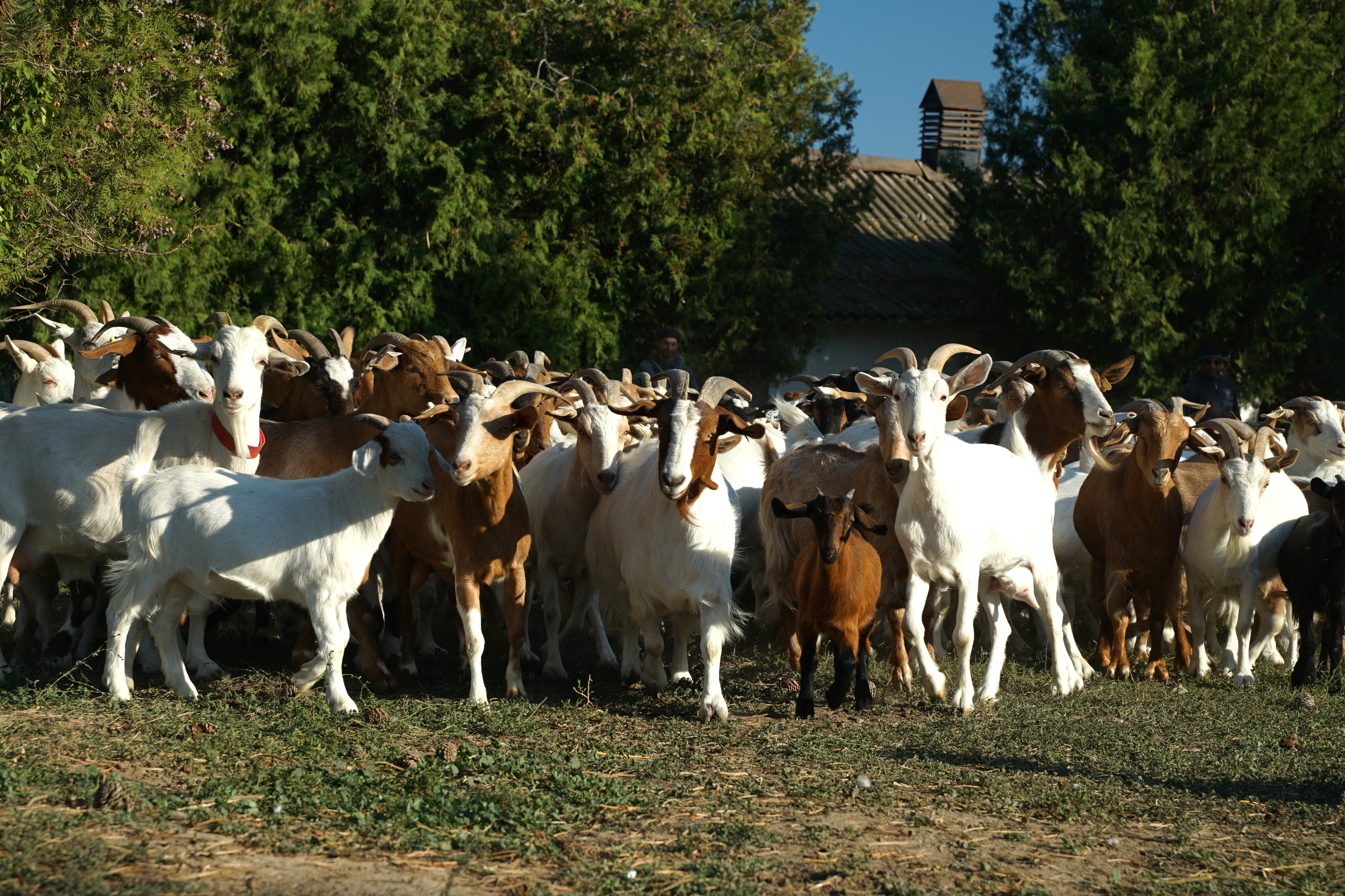 Apel al Cooperativei Caprirom Sud Muntenia