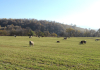 Ghidurile pentru schemele de ajutor de stat destinate crescătorilor de bovine și suine, publicate