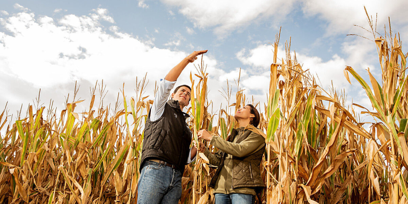 Viitorul porumbului e aici, Preceon Smart Corn System de la Bayer