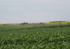 Fermierii nu au nevoie de noi costuri! O strategie trebuie să protejeze deopotrivă biodiversitatea și viitorul agriculturii românești
