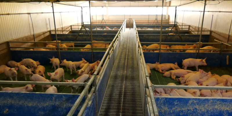Crescătorii de porci pot cere ajutorul de stat de la APIA, în perioada 19 - 30 octombrie