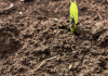 Agricultură fără neonicotinoide, dar cu ce costuri pentru fermierii din România?