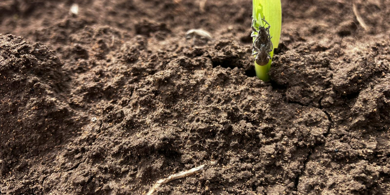 Agricultură fără neonicotinoide, dar cu ce costuri pentru fermierii din România?