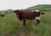 Cercetări privind compatibilitatea încrucișării raselor de taurine autohtone cu rase rustice de carne