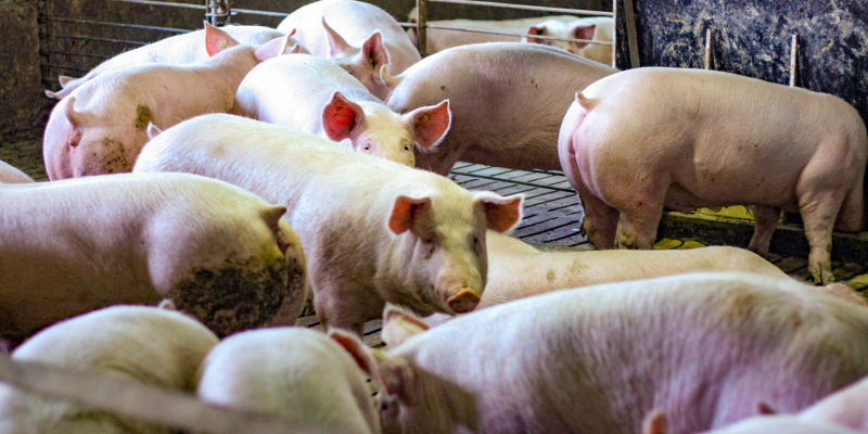 Ajutorul de stat pentru crescătorii de porci, aprobat de Comisia Europeană