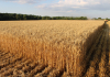 O adevărată comoară a agriculturii în zonele cu resurse de apă limitate. PG 102, grâul cel mai valoros din România